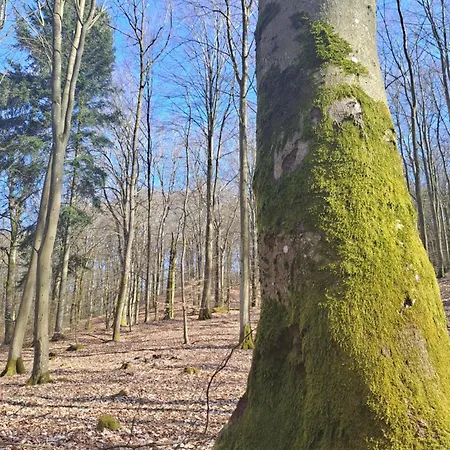 Jaskowe Wzgorze Na Wynajem Szymbark, Balia, Nr 2 I 3 Szymbark (Pomerania)