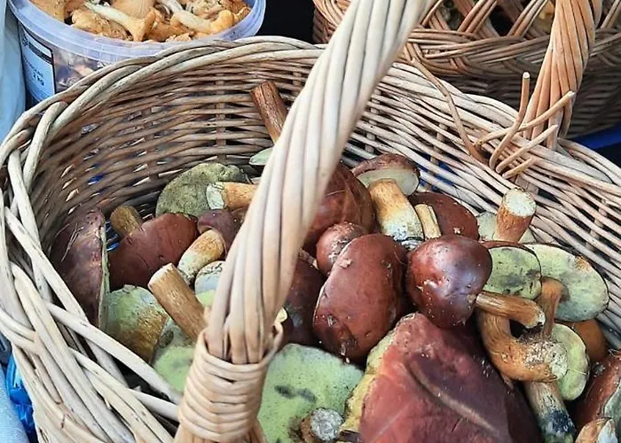 Jaskowe Wzgorze Na Wynajem Szymbark, Balia, Nr 2 I 3